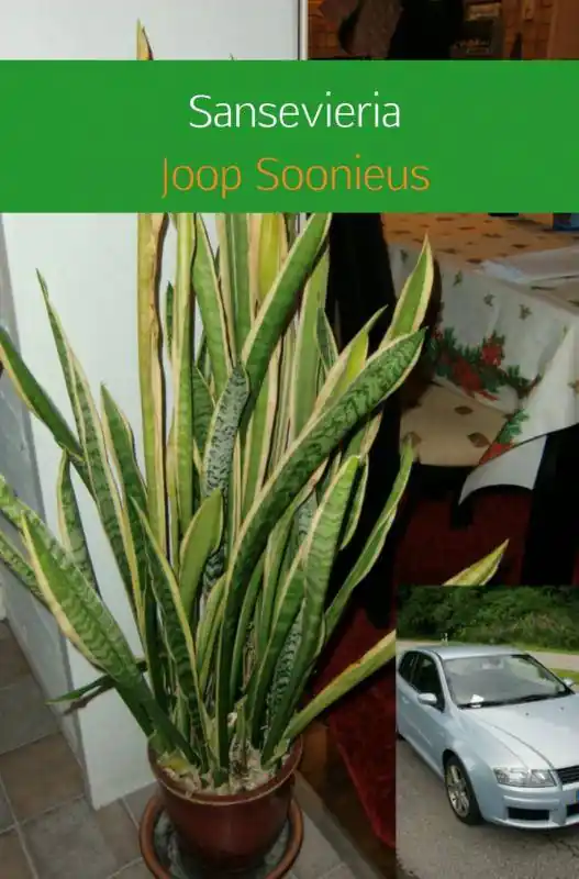 Sansevieria / Druk 1 Premium