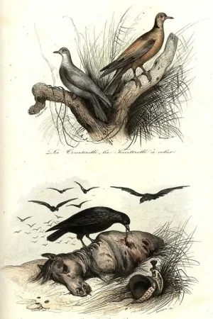 Lage Kosten Description des Oiseaux suivie d'un exposé de l'art de les préparer et de les conserver. Keepsake d'histoire naturelle - Comte, A. (ed.)