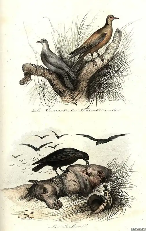 Lage Kosten Description des Oiseaux suivie d'un exposé de l'art de les préparer et de les conserver. Keepsake d'histoire naturelle - Comte, A. (ed.)